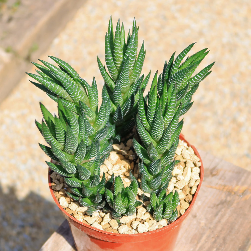 Zebra Wart ‘Haworthia reinwardtii’