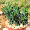 Zebra Wart ‘Haworthia reinwardtii’