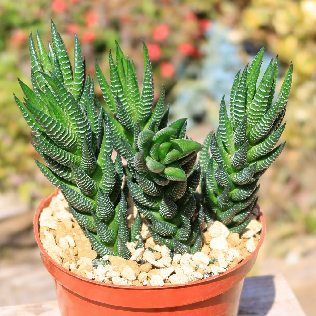 Zebra Wart ‘Haworthia reinwardtii’