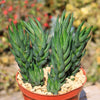 Zebra Wart ‘Haworthia reinwardtii’