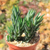 Zebra Wart ‘Haworthia reinwardtii’