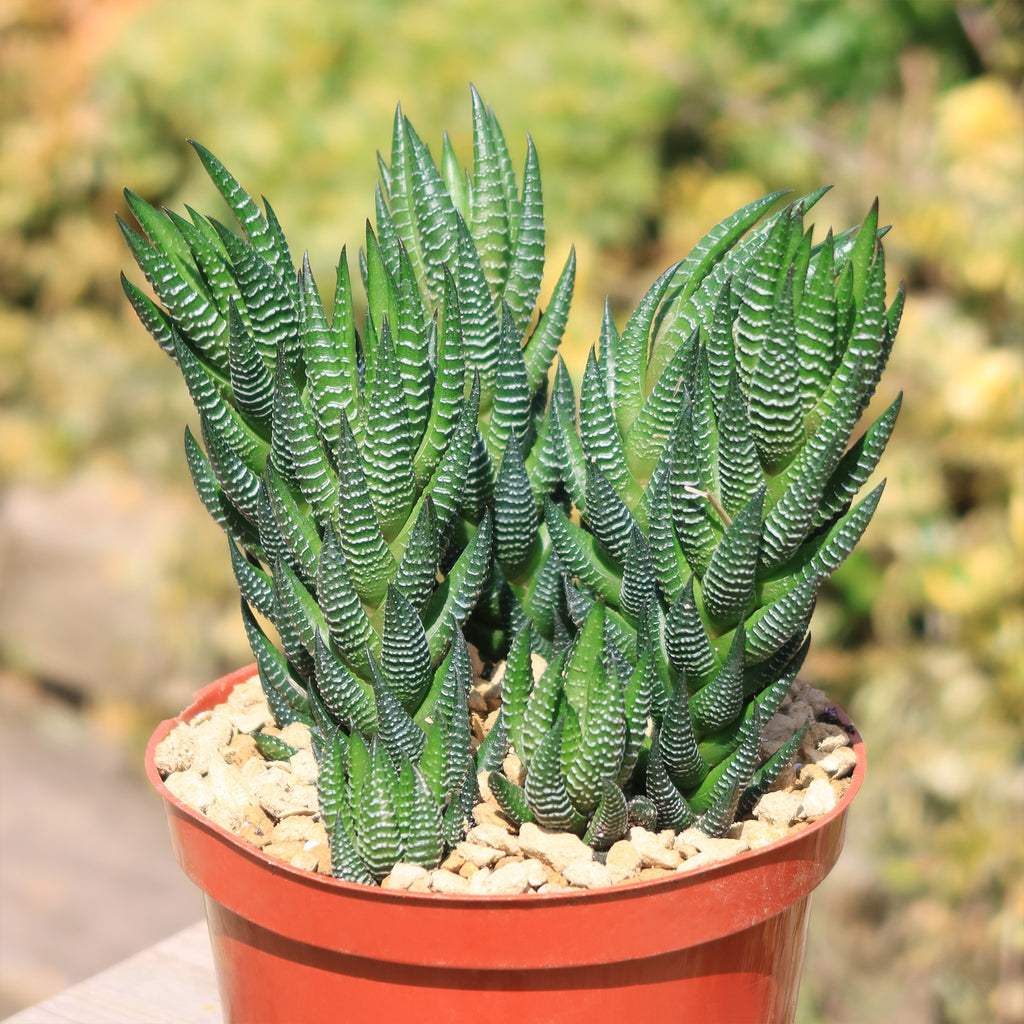 Zebra Wart ‘Haworthia reinwardtii’