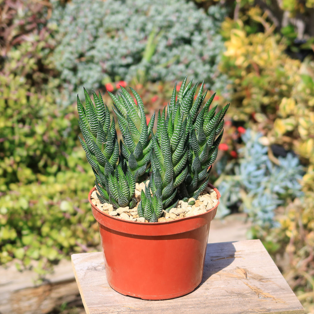 Zebra Wart ‘Haworthia reinwardtii’