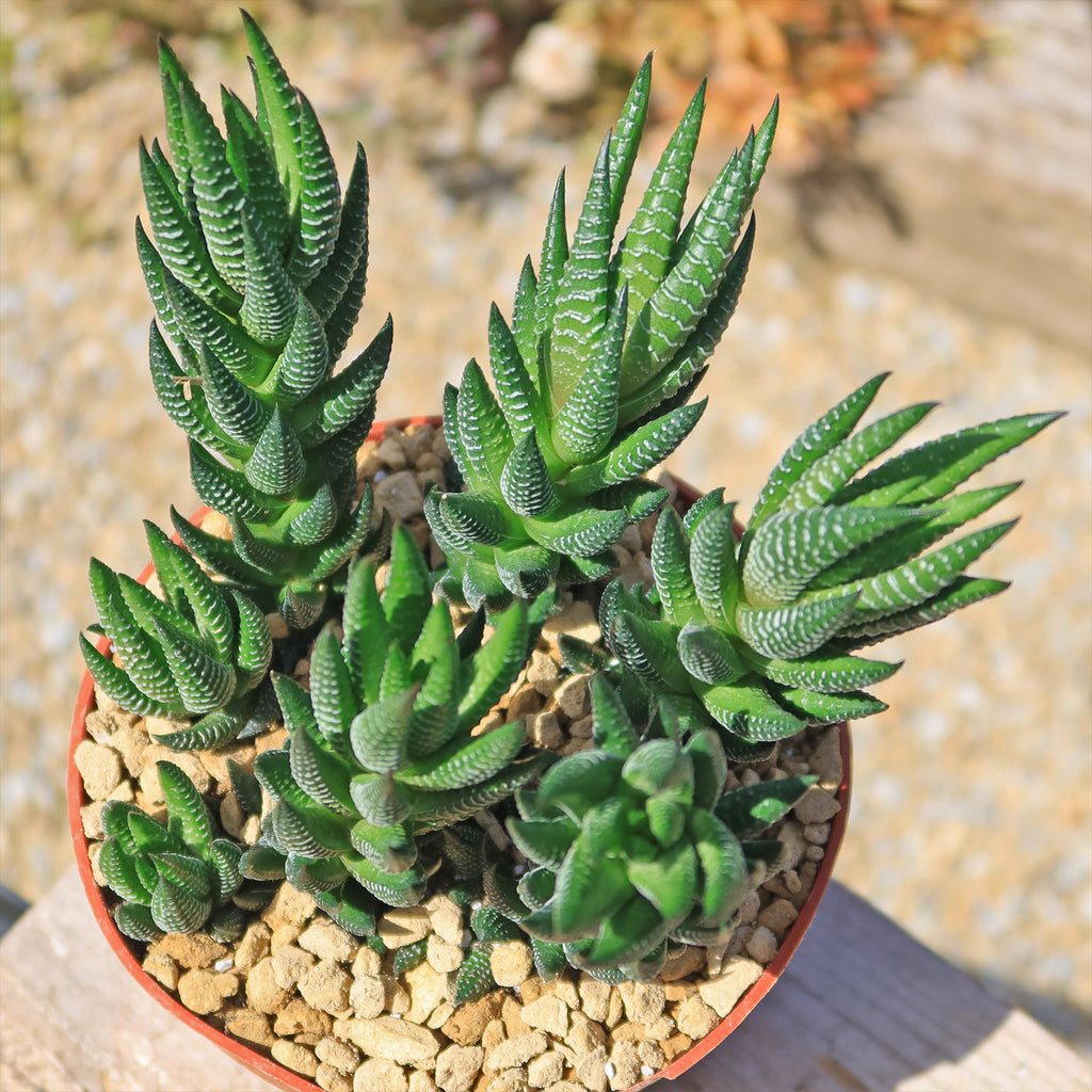 Zebra Wart ‘Haworthia reinwardtii’
