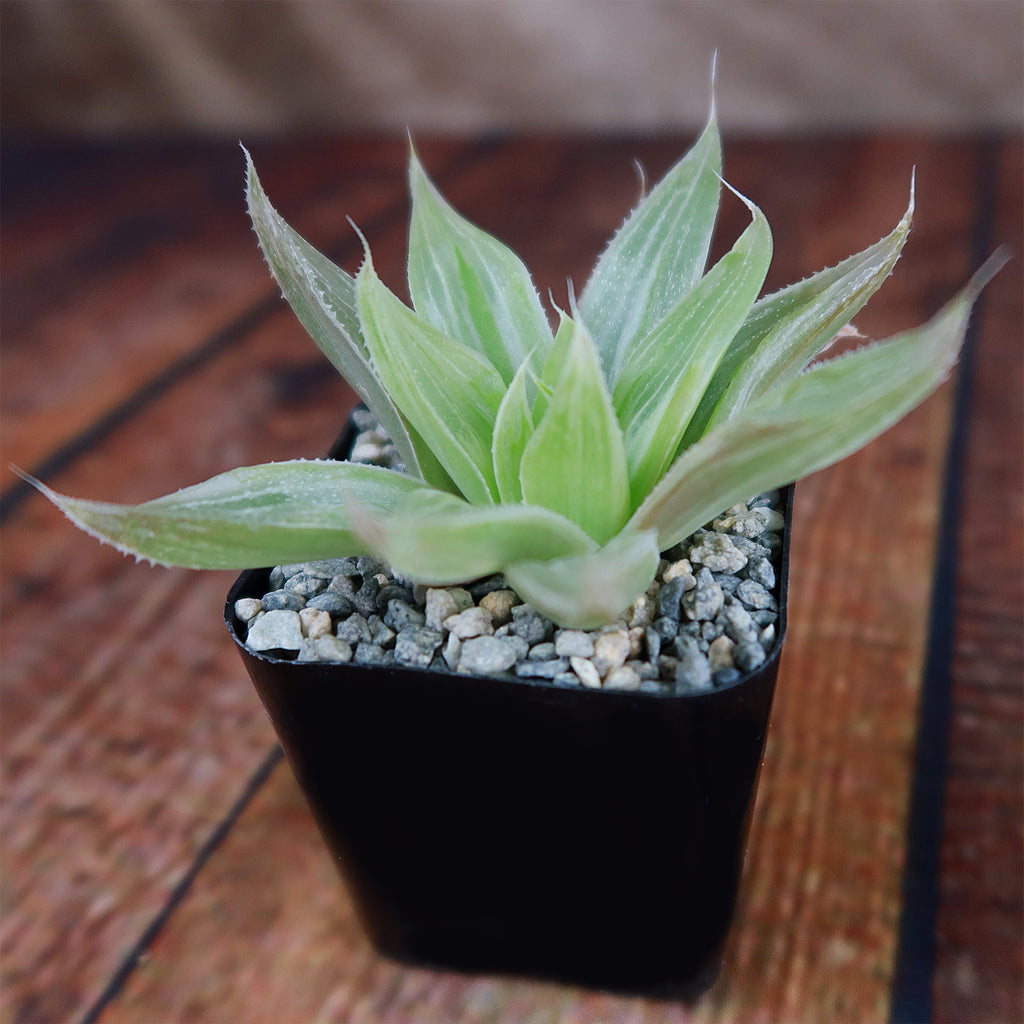 Haworthia " White Ghost "