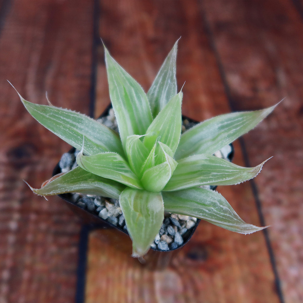 Haworthia " White Ghost "