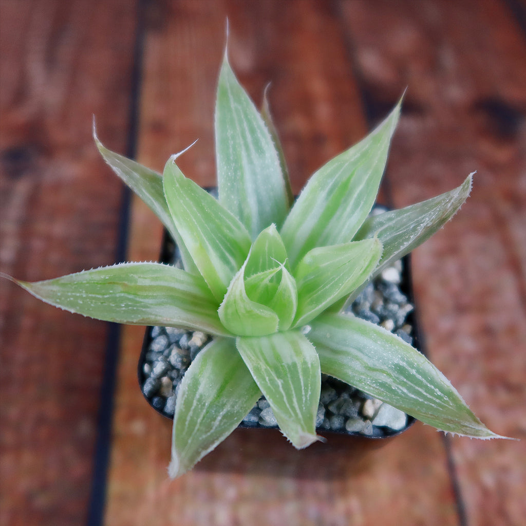 Haworthia " White Ghost "