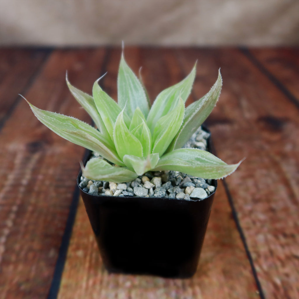 Haworthia " White Ghost "