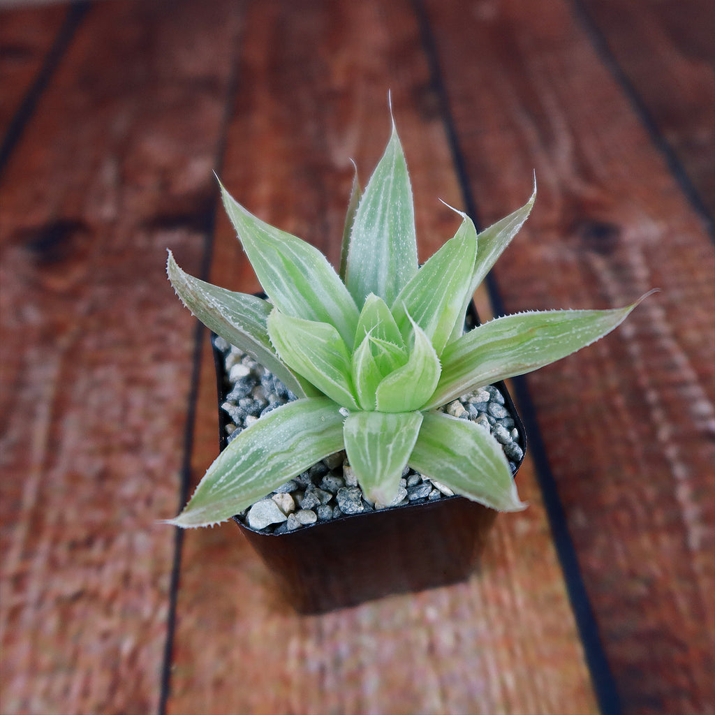 Haworthia " White Ghost "