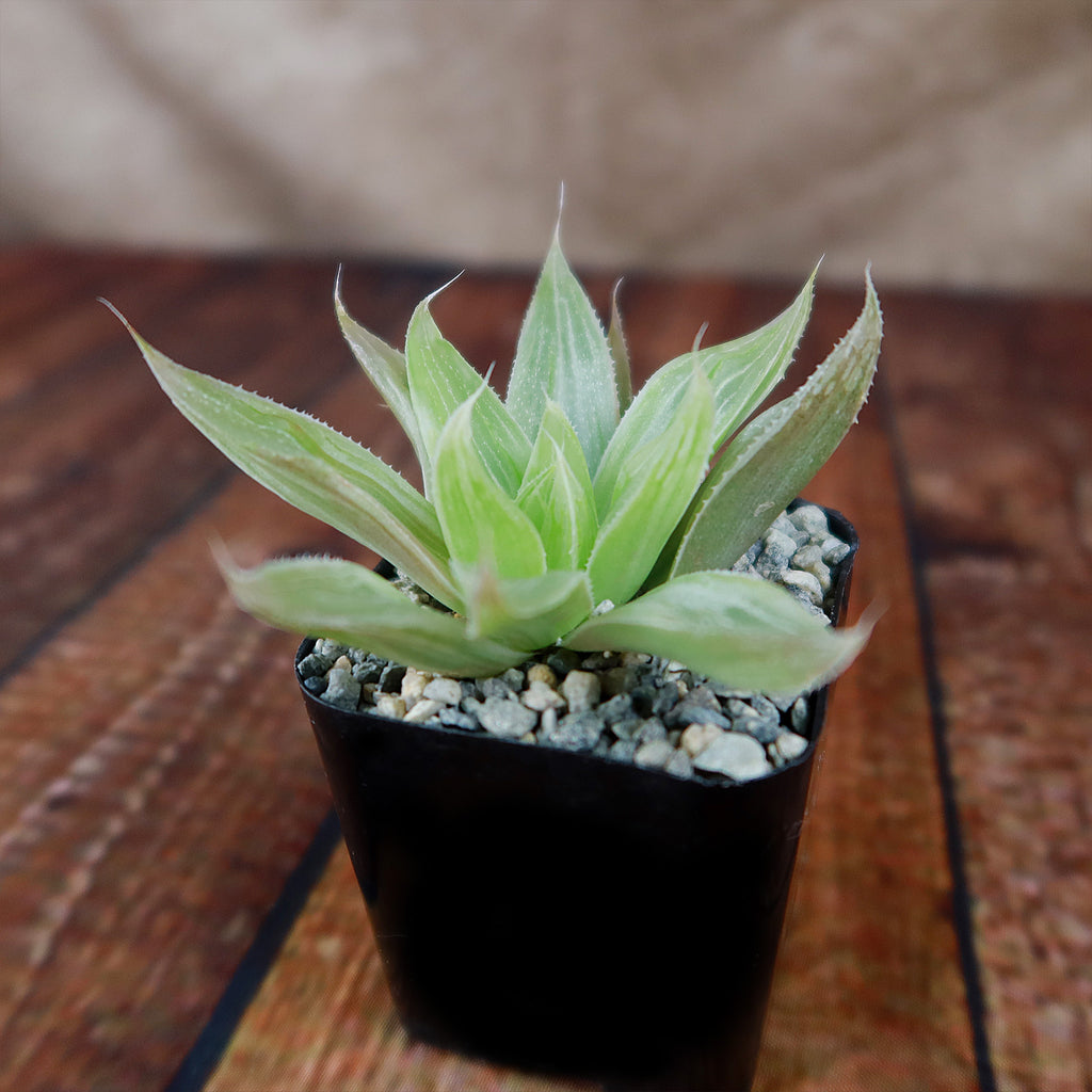 Haworthia " White Ghost "