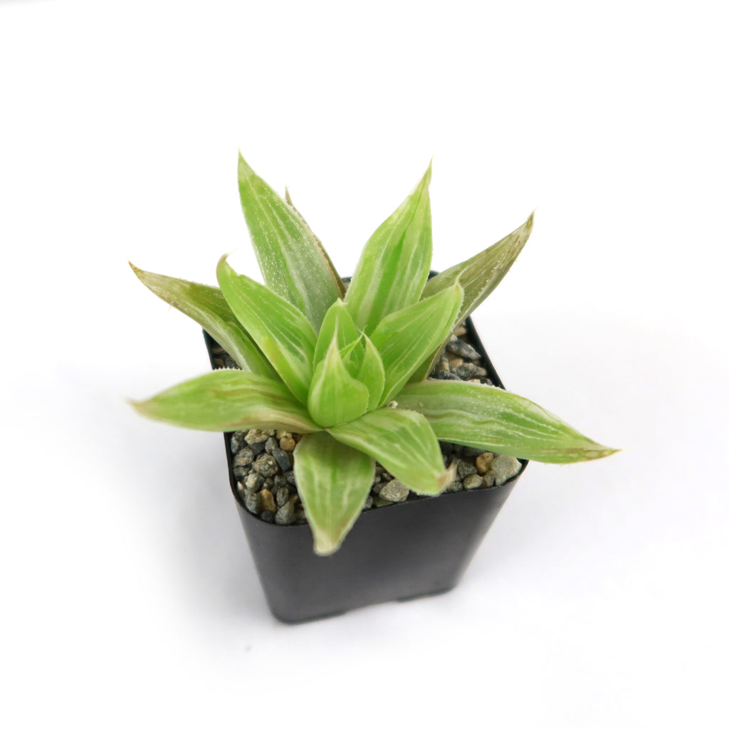 Haworthia " White Ghost "