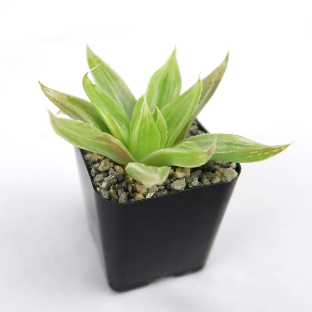 Haworthia " White Ghost "