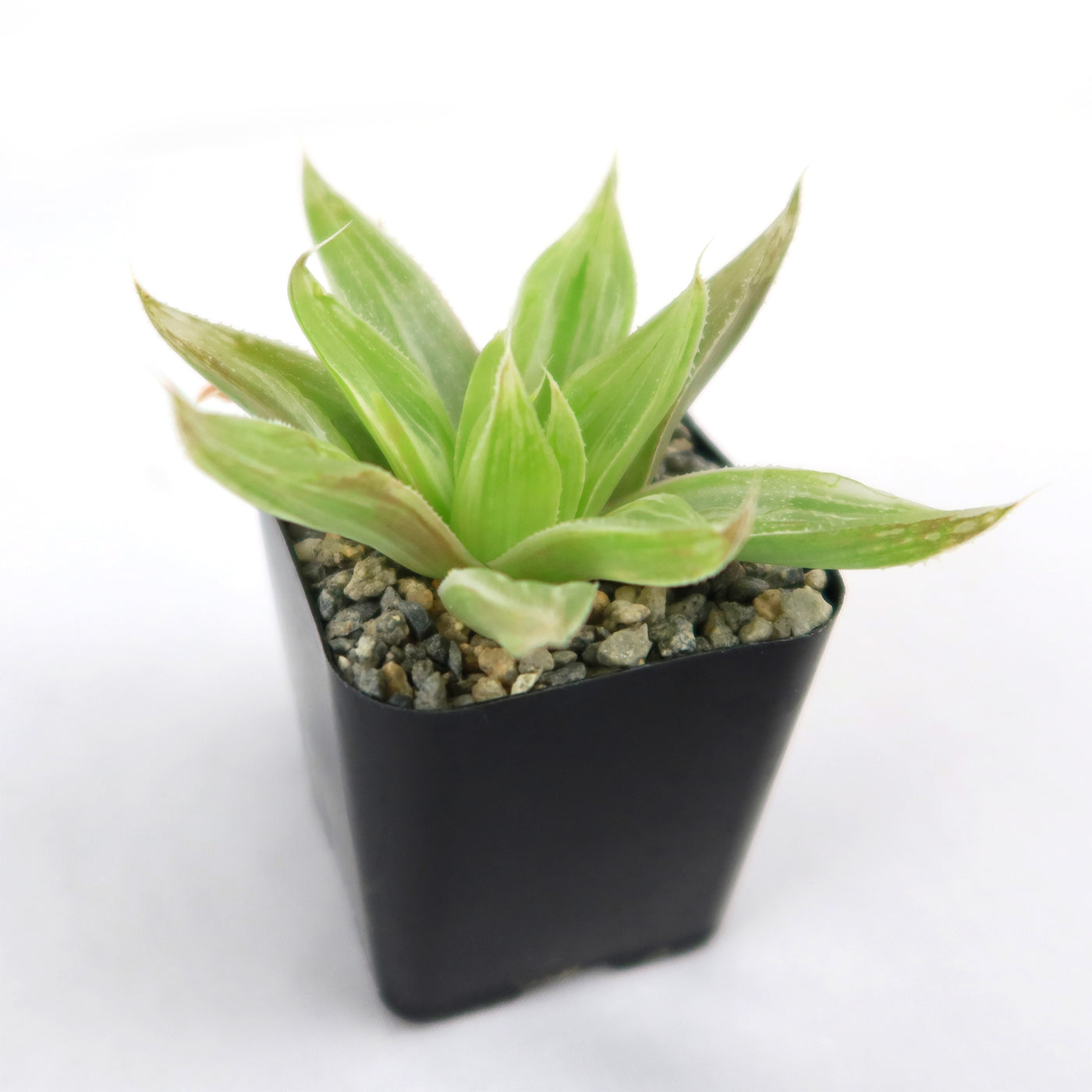 white and green leaf succulent Attractive Haworthia 'White Ghost' | Buy Online