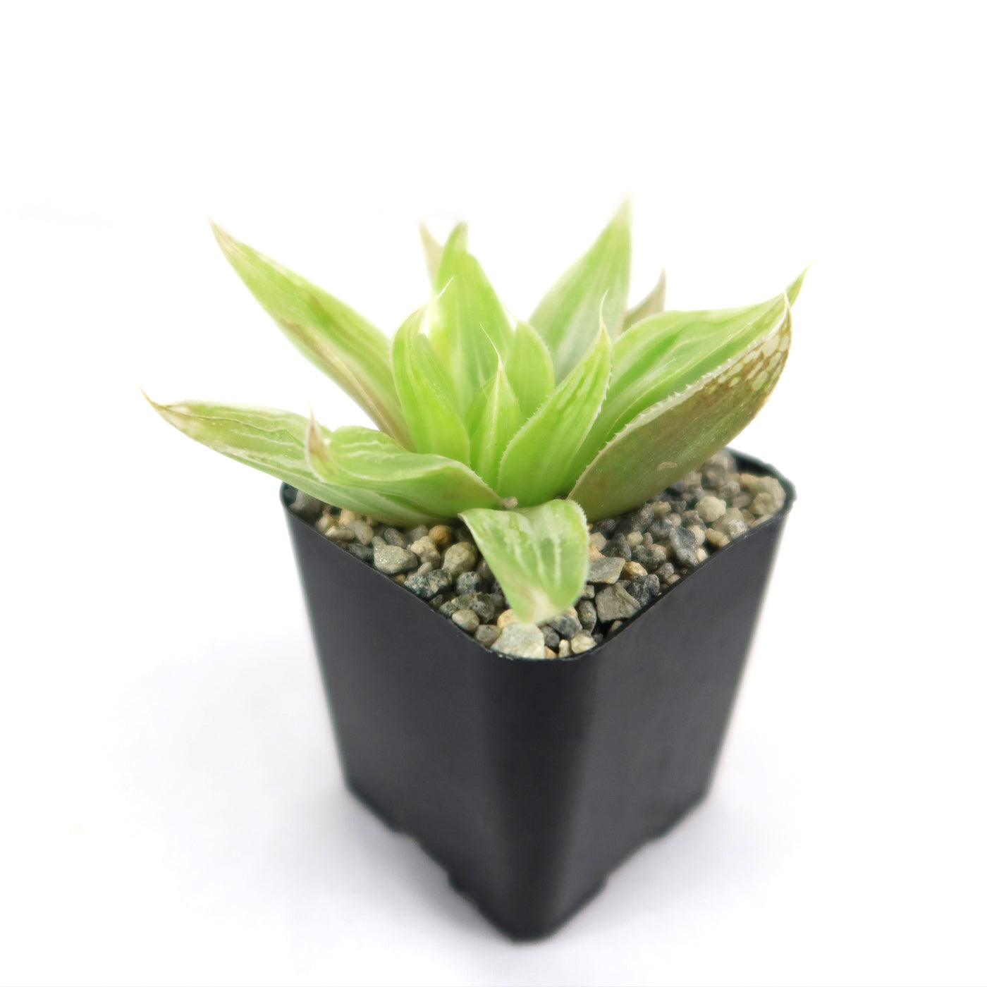 succulent white background Attractive Haworthia 'White Ghost' | Buy Online