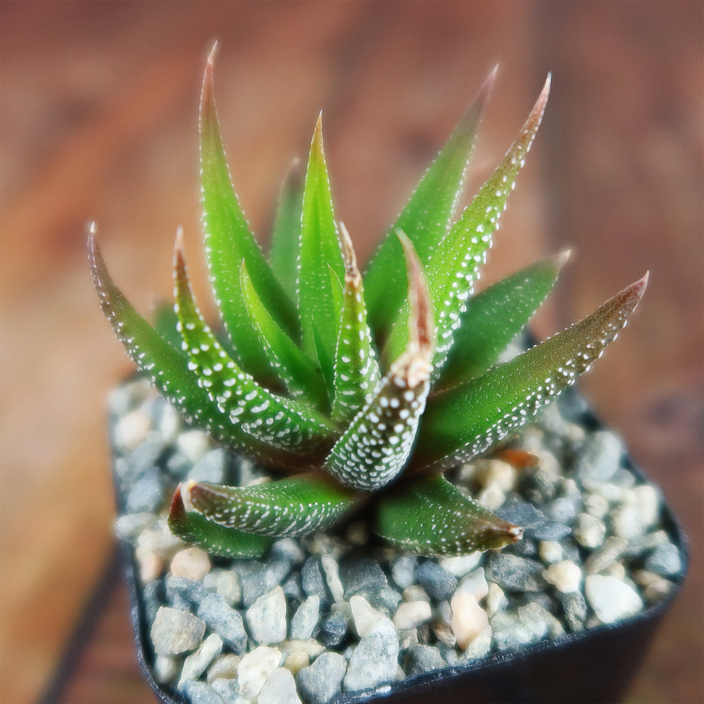 Haworthia attenuata concolor
