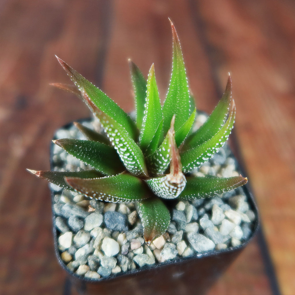 Haworthia attenuata concolor