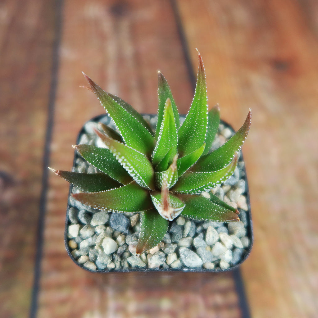 Haworthia attenuata concolor