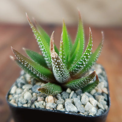 white dotted succulent Buy Haworthia Attenuata Concolor for Beginners