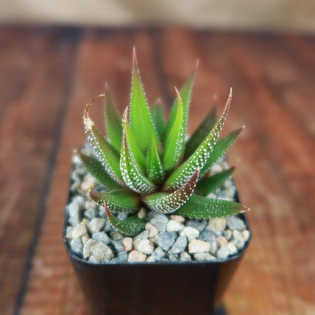 Haworthia attenuata concolor