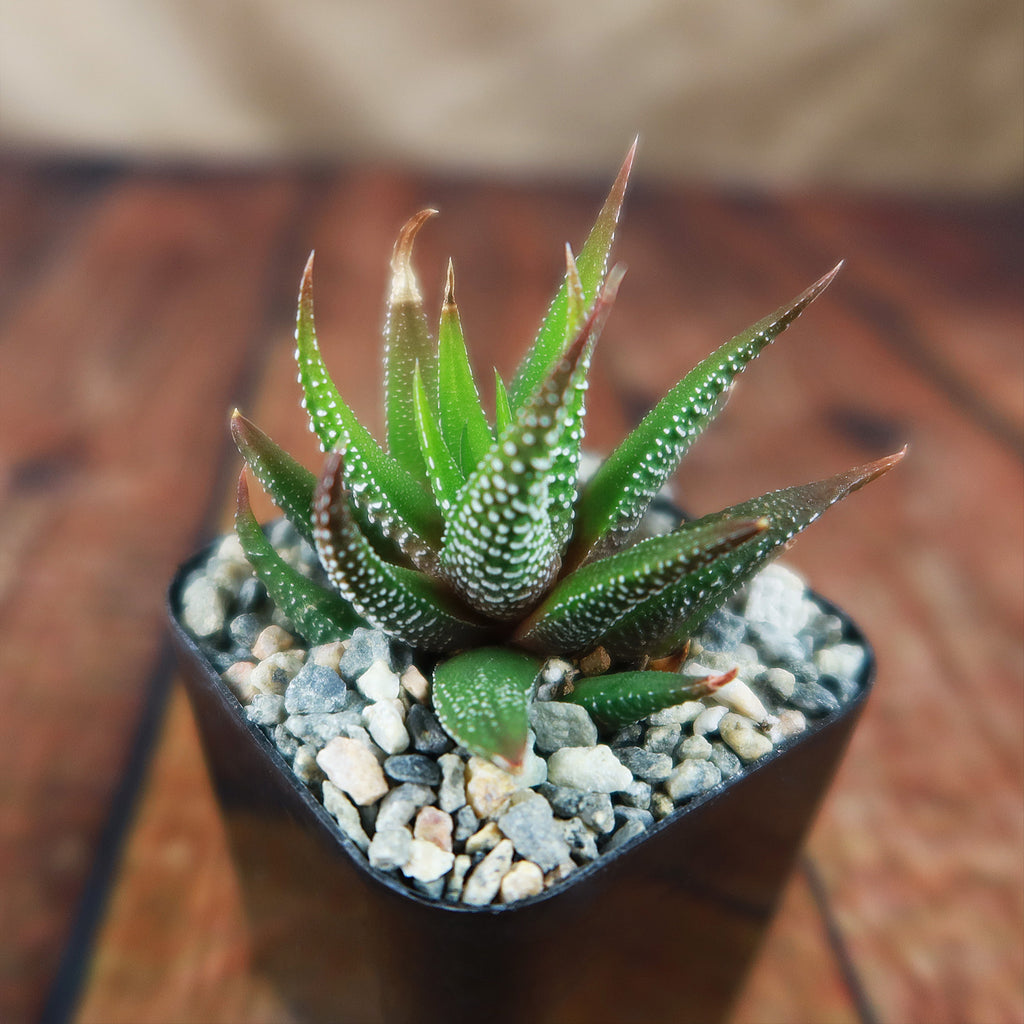 Haworthia attenuata concolor