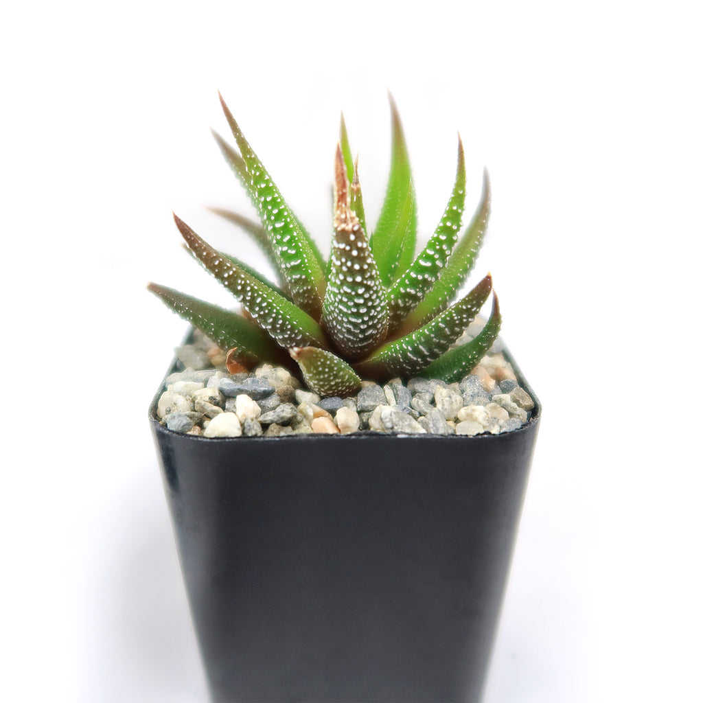 Haworthia attenuata concolor