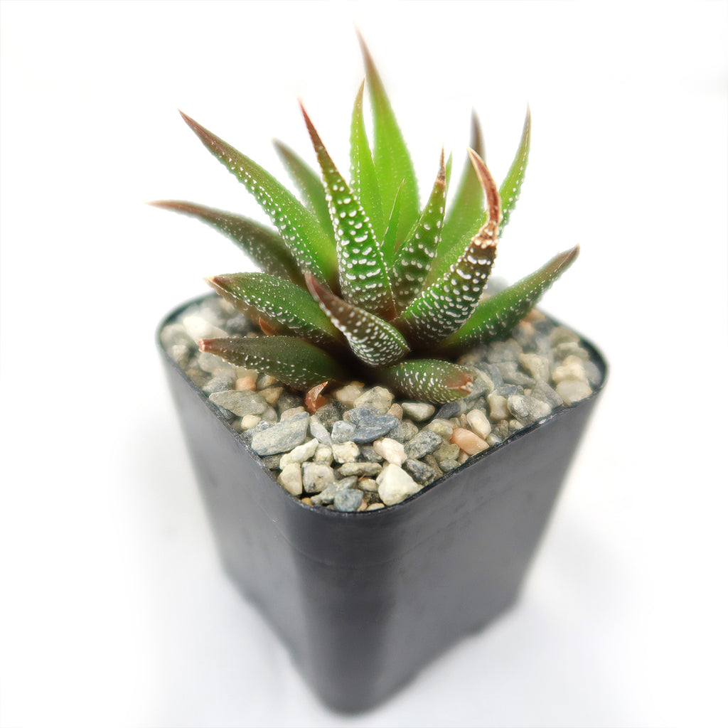 Haworthia attenuata concolor