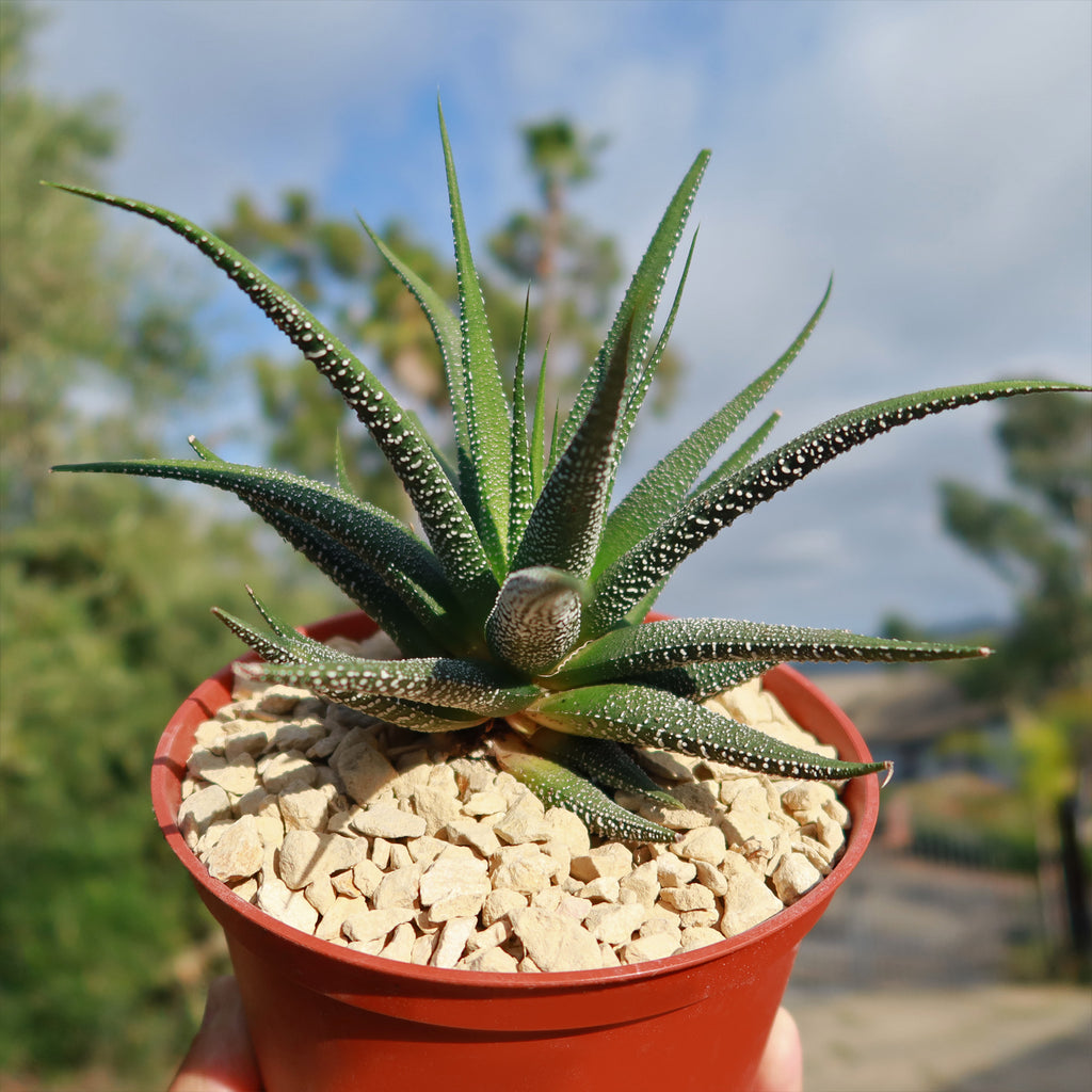 Haworthia attenuata concolor