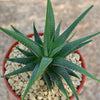 Haworthia attenuata concolor