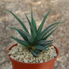 Haworthia attenuata concolor