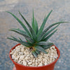 Haworthia attenuata concolor