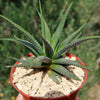 Haworthia attenuata concolor