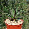 Haworthia attenuata concolor