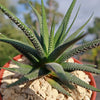 Haworthia attenuata concolor