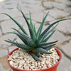 Haworthia attenuata concolor