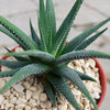 Haworthia attenuata concolor