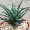 Haworthia attenuata concolor