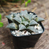 Haworthia emelyae var. major