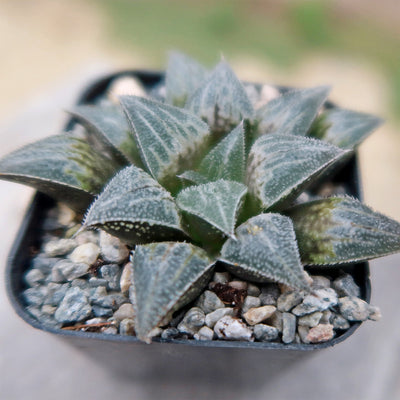 Haworthia emelyae var. major