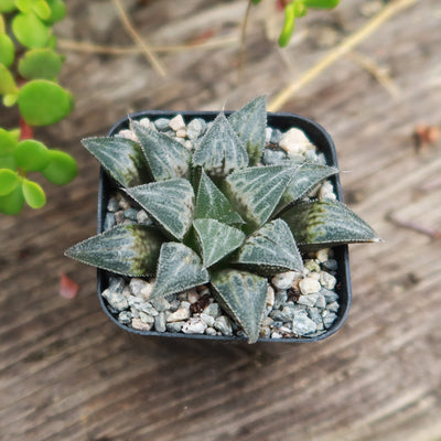 Haworthia emelyae var. major