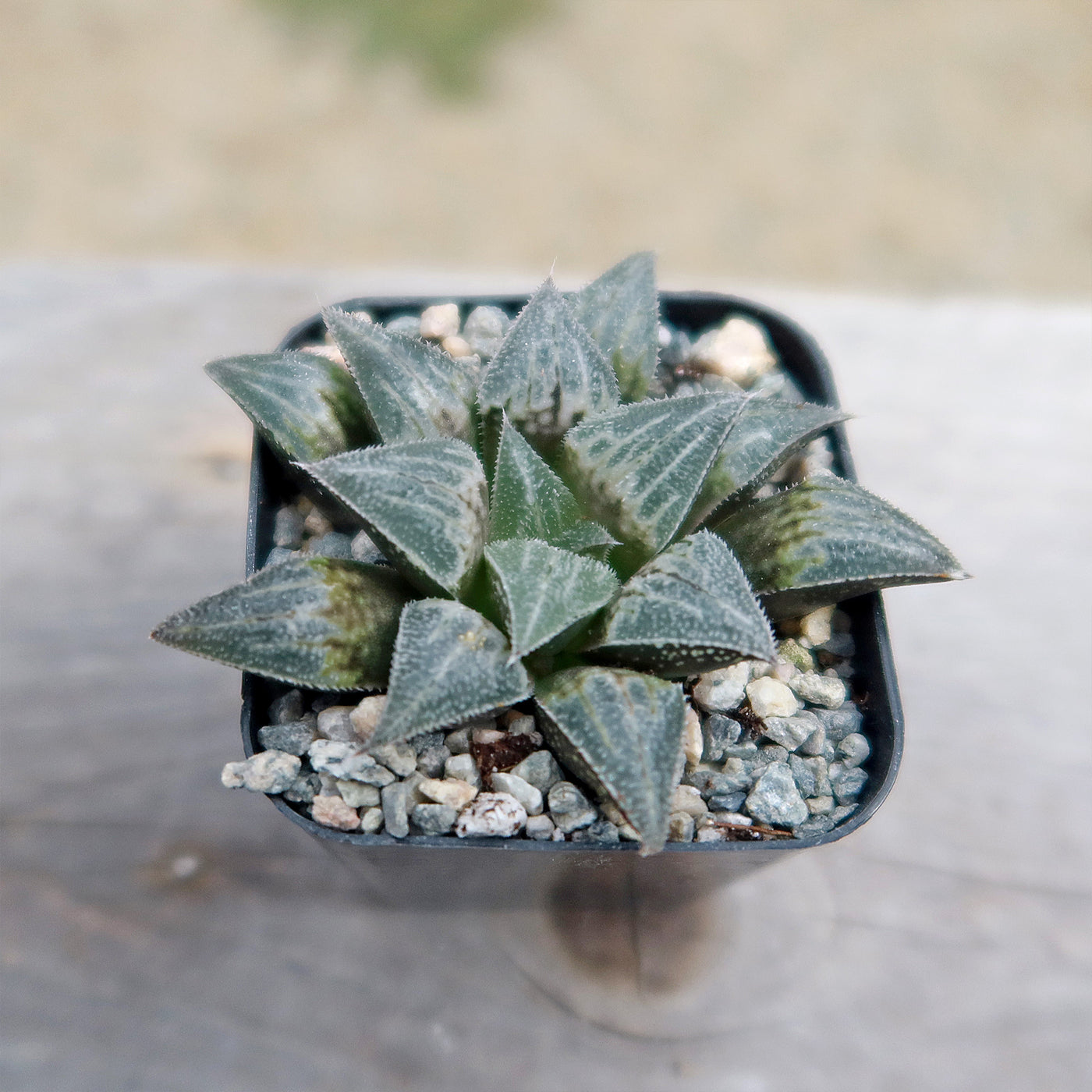 Haworthia emelyae var. major