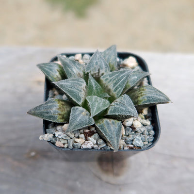 Haworthia emelyae var. major