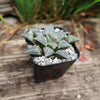 Haworthia emelyae var. major