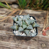 Haworthia emelyae var. major