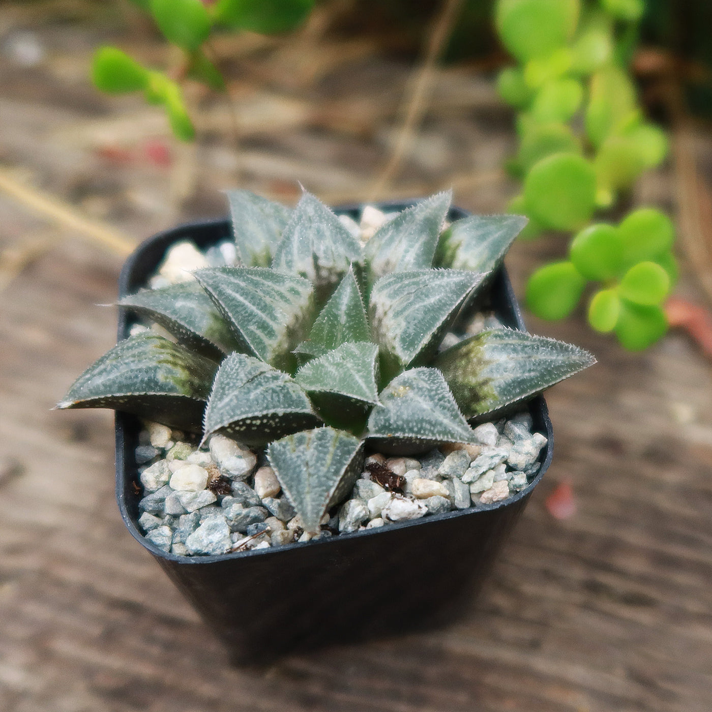 hawthorne succulent plant Haworthia emelyae var. major