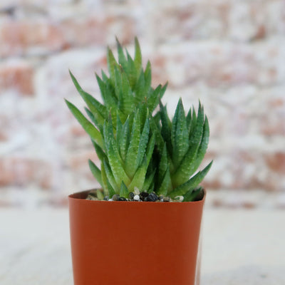 Haworthia glauca var herrei