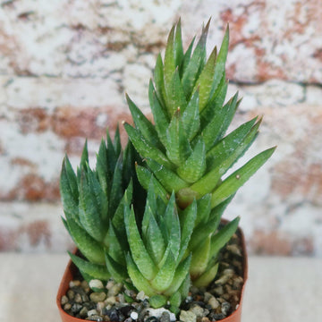 upright succulent Shop 'Haworthia glauca var herrei' Care & Info