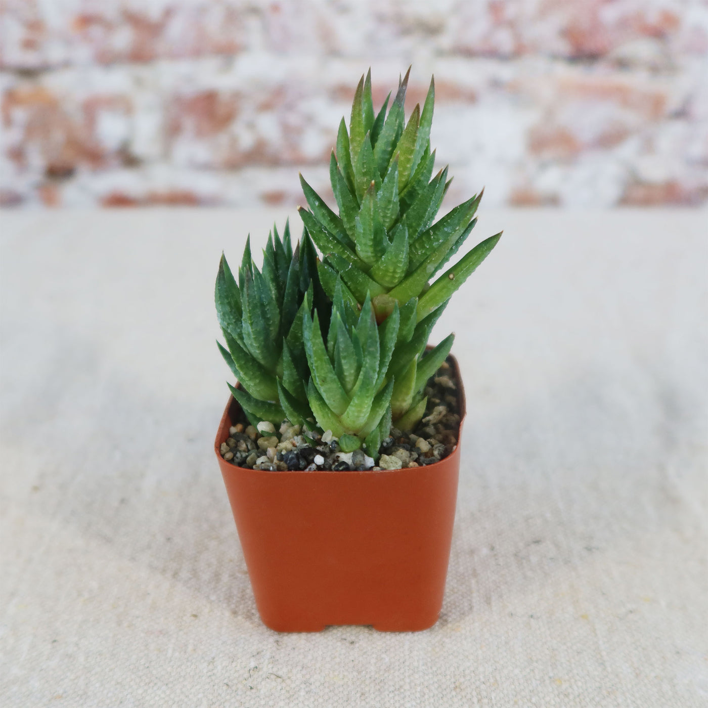 Haworthia glauca var herrei
