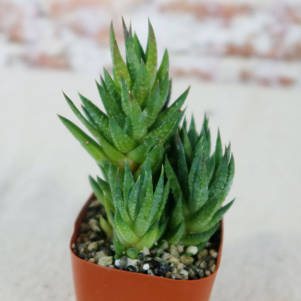 Haworthia glauca var herrei