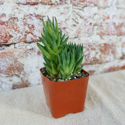 Haworthia glauca var herrei
