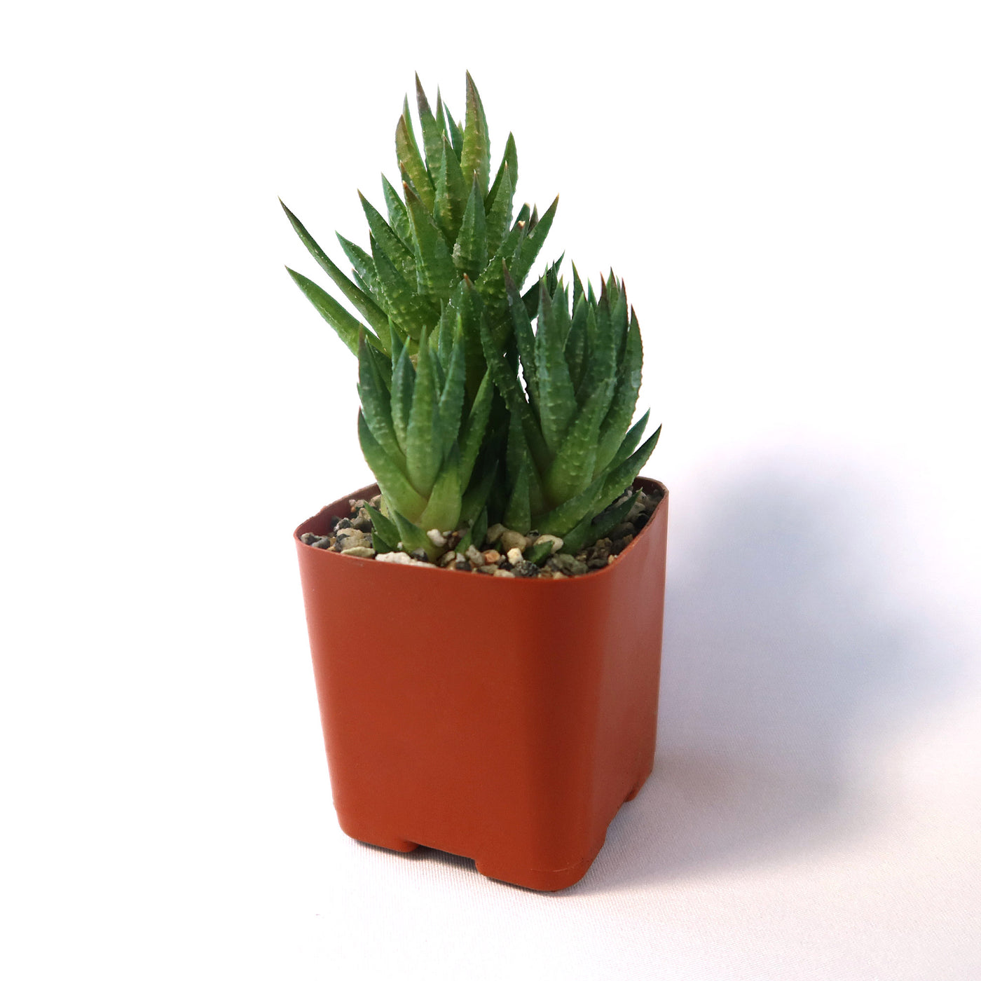 ebay succulent pots Haworthia glauca var herrei